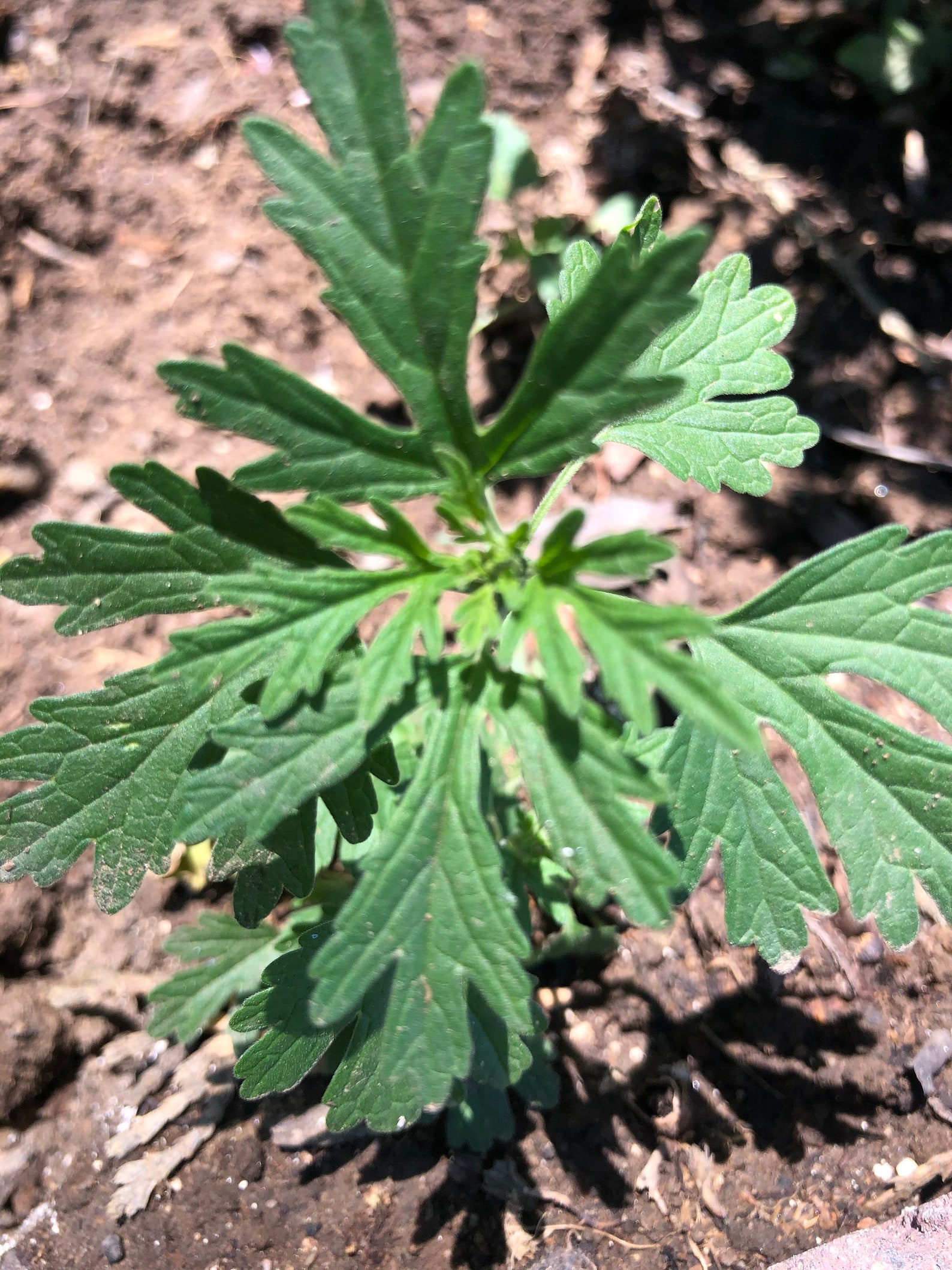 6 live Motherwort Herb starter plants 益母草Leonurus 6 live Motherwort Herb starter plants 益母草Leonurus