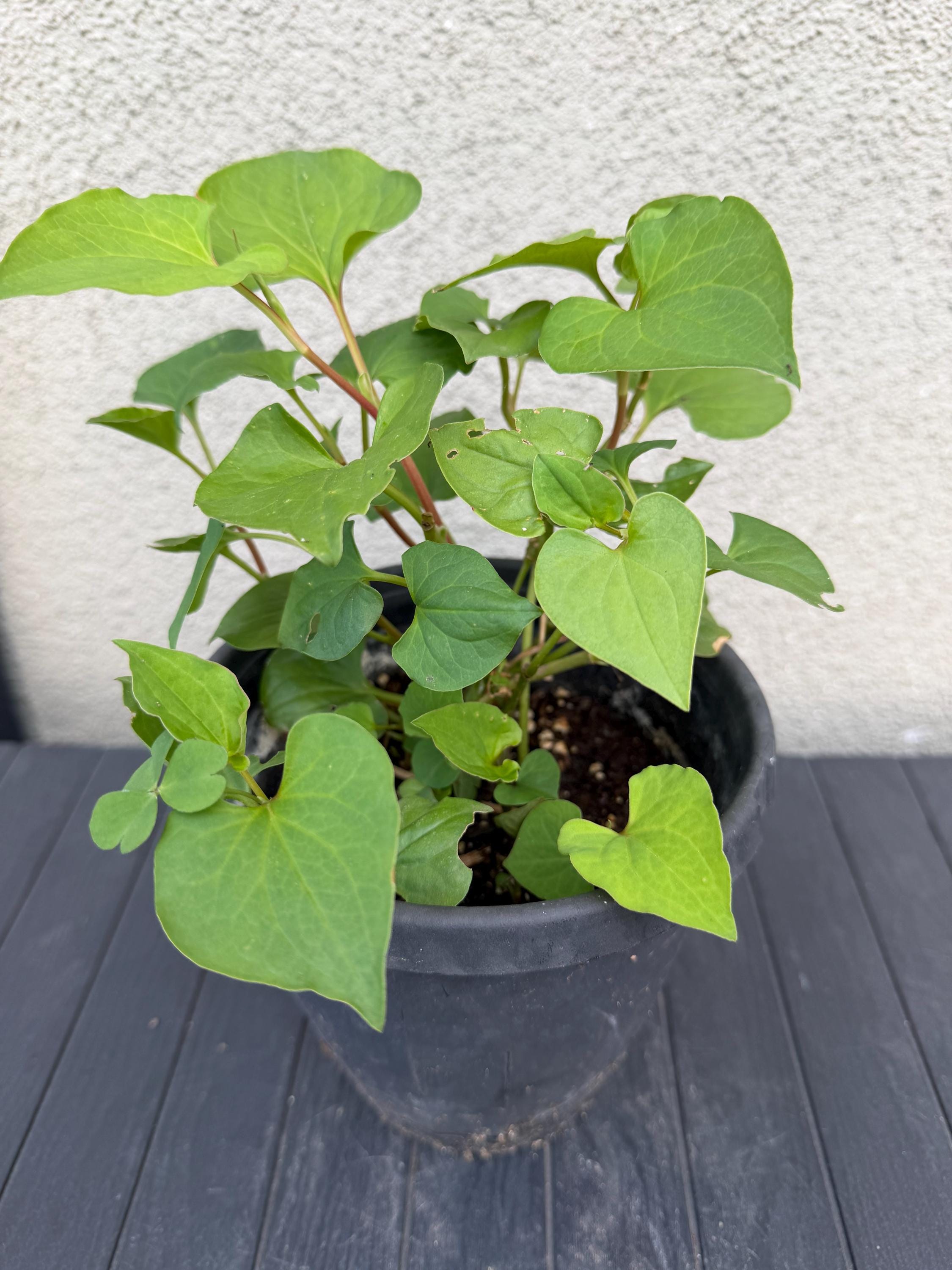 elfbar elfa master akku 50 Seeds Fish Mint Herb Seeds for Planting Rau diep ca Fish Leaf Rainbow  Plant Chameleon Plant Heart Leaf Fish Wort Chinese Lizard Tail Houttuynia  Cordata in Saudi Arabia main image 0