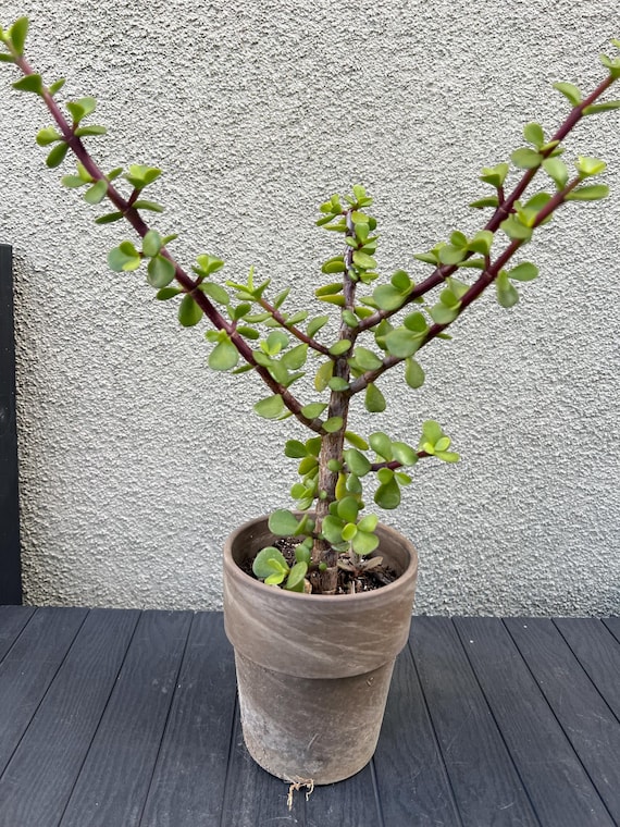 Large Elephant Bush Succulent Plant 12 Tall - Etsy