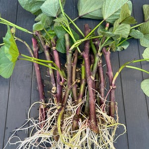 12 organic well rooted Murasaki- Imo/Japanese Purple Sweet Potato cuttings for propagation