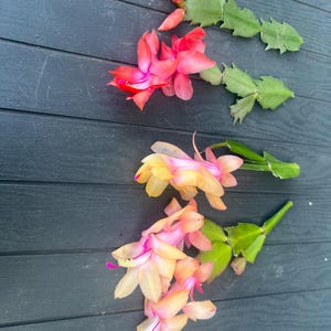 May include: Overhead shot of several Christmas cactus blooms in shades of red, pink, and yellow. The flowers are arranged on a dark gray wooden surface. The blooms have delicate petals and are in various stages of opening.