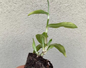 artificial basil plant 10 Basil Artificial Plant in White Planter with Silver Trimming  Rustics  for Less
