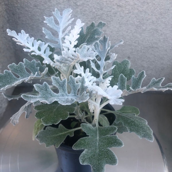 4 live Dusty Miller Plants 6” to 8” tall