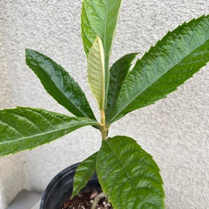 1 organic Loquat Tree/Japanese Plum