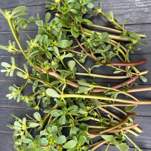 10 Edible Purslane plant cuttings for propagation