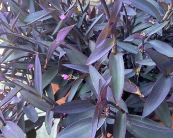 Live Purple Heart/ spiderworts plant