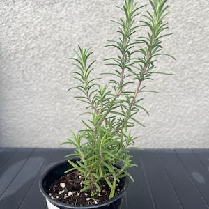 May include: A potted rosemary plant with vibrant green needle-like leaves and purple stems. The plant is in a black plastic pot filled with soil. The background is a light gray textured wall.