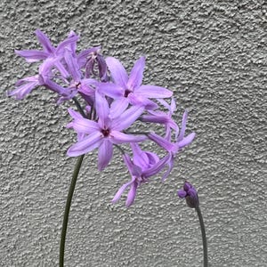 May include: A cluster of light purple flowers with long stems against a textured gray wall.