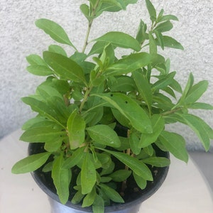 6 Organic Goji leave starter plants/枸杞菜