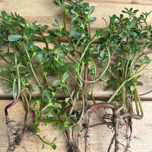 6 rooted Edible Purslane plants/马齿苋