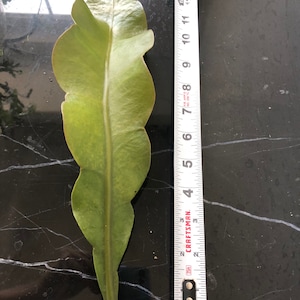 2 White Orchid Cactus cutting( no roots)/Queen  of the Night cuttings( no roots) Epiphyllum Oxypetalum/ 昙花 Cutting