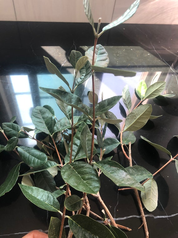 6 Pineapple Guava Cuttings non roots/Feijoas for propagation Etsy