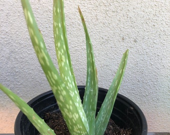 Aloe Vera plant 6” to 8 inches tall