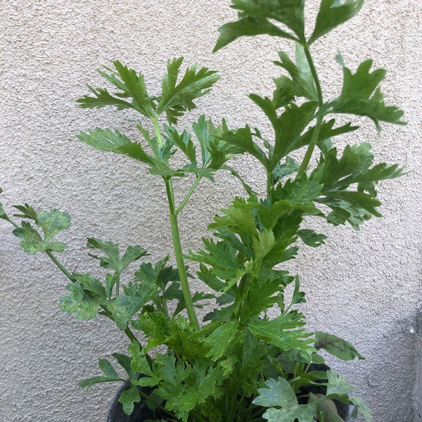 200+ Chinese Celery Seed/ 唐芹/中国芹菜