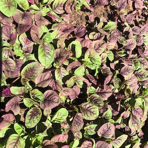 1000+ Edible Red strip leaf Amaranth seeds from  红苋菜,Chinese summer spinach