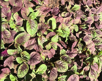 500+  Edible Red strip leaf Amaranth seeds from  红苋菜,Chinese summer spinach