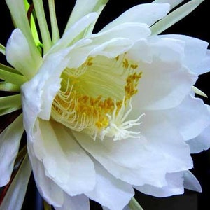 1 Live White Orchid Cactus plant/Queen of the NightEpiphyllum Oxypetalum/ 昙花