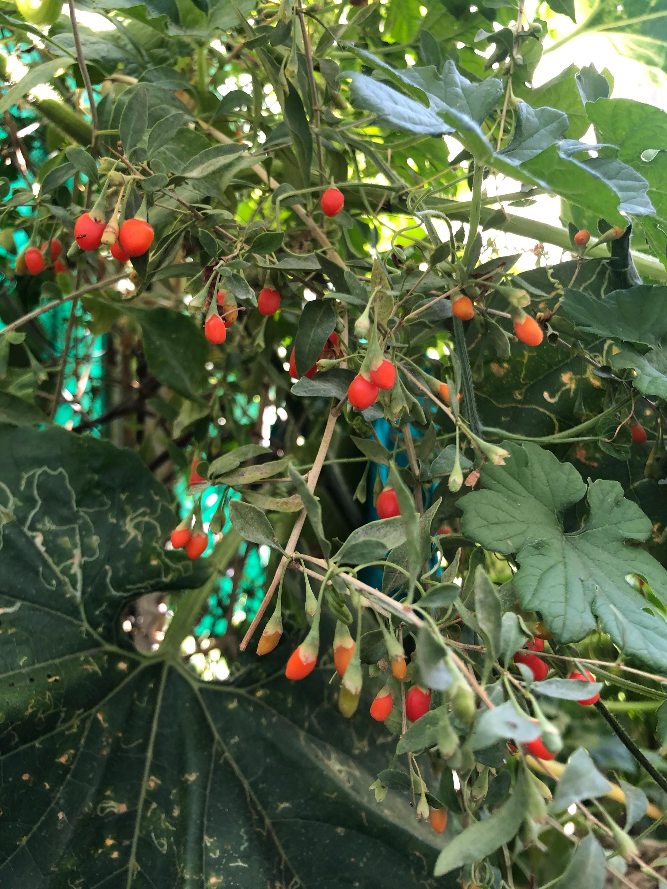 8 Organic Goji Plant Cuttings for Propagation - Etsy
