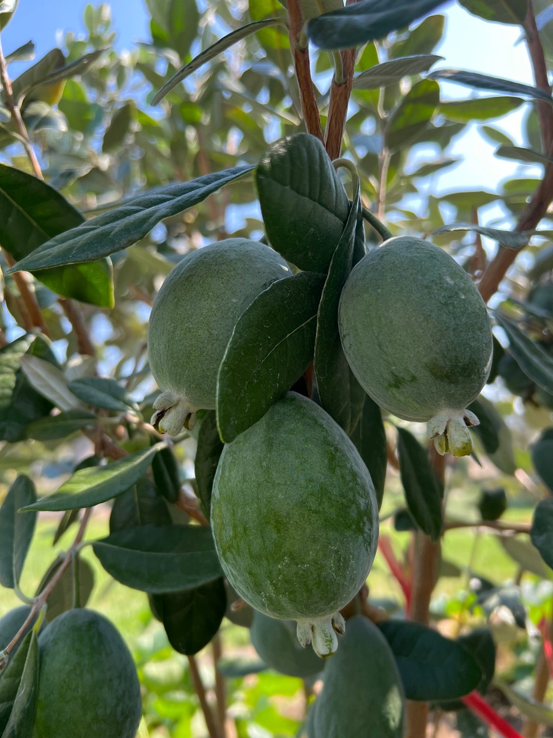 6 Pineapple Guava Cuttings Non Roots/feijoas for Propagation Etsy