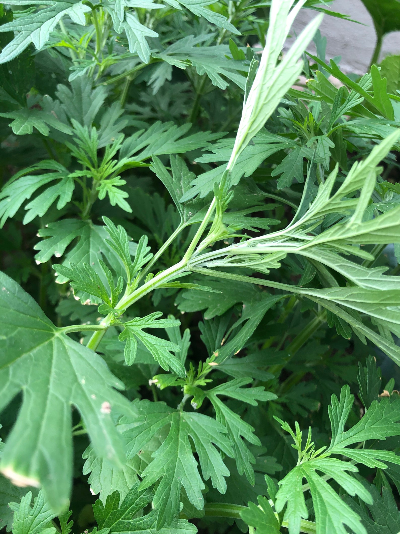 6 live Motherwort Herb starter plants 益母草Leonurus 6 live Motherwort Herb starter plants 益母草Leonurus