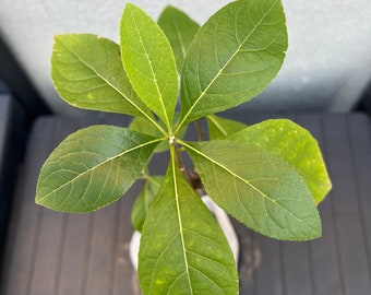 Organic Africa bitter leaf plant/ Veronia Amygdalin南非叶