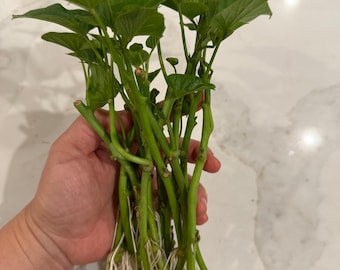 12 rooted organic Japanese Okinawa sweet potato cuttings