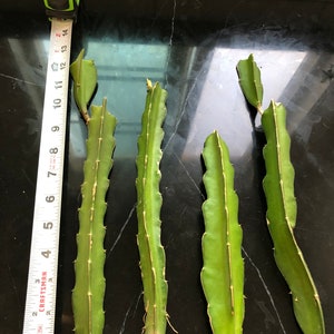 Red Dragon Fruit vine cuttings(non rooted)