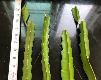 Red Dragon Fruit vine cuttings(non rooted)