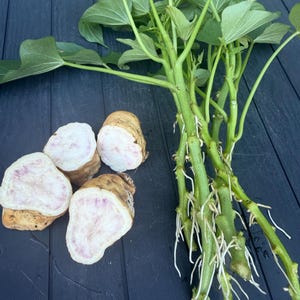 May include: Four sliced pieces of a light tan tuber with a white and purple interior flesh, positioned next to a cluster of green sweet potato vine stems featuring multiple white roots growing from the nodes of the stems.