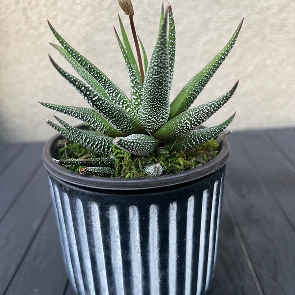 Live blooming zebra haworthia /hankey dwarf Aloe succulent plant arrangement