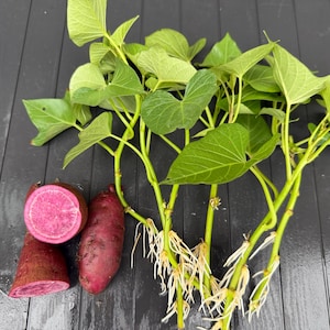 May include: Several sweet potato vine cuttings with green heart-shaped leaves and white roots, accompanied by two dark purple-skinned sweet potatoes, one of which is sliced in half to reveal a vibrant magenta interior flesh.