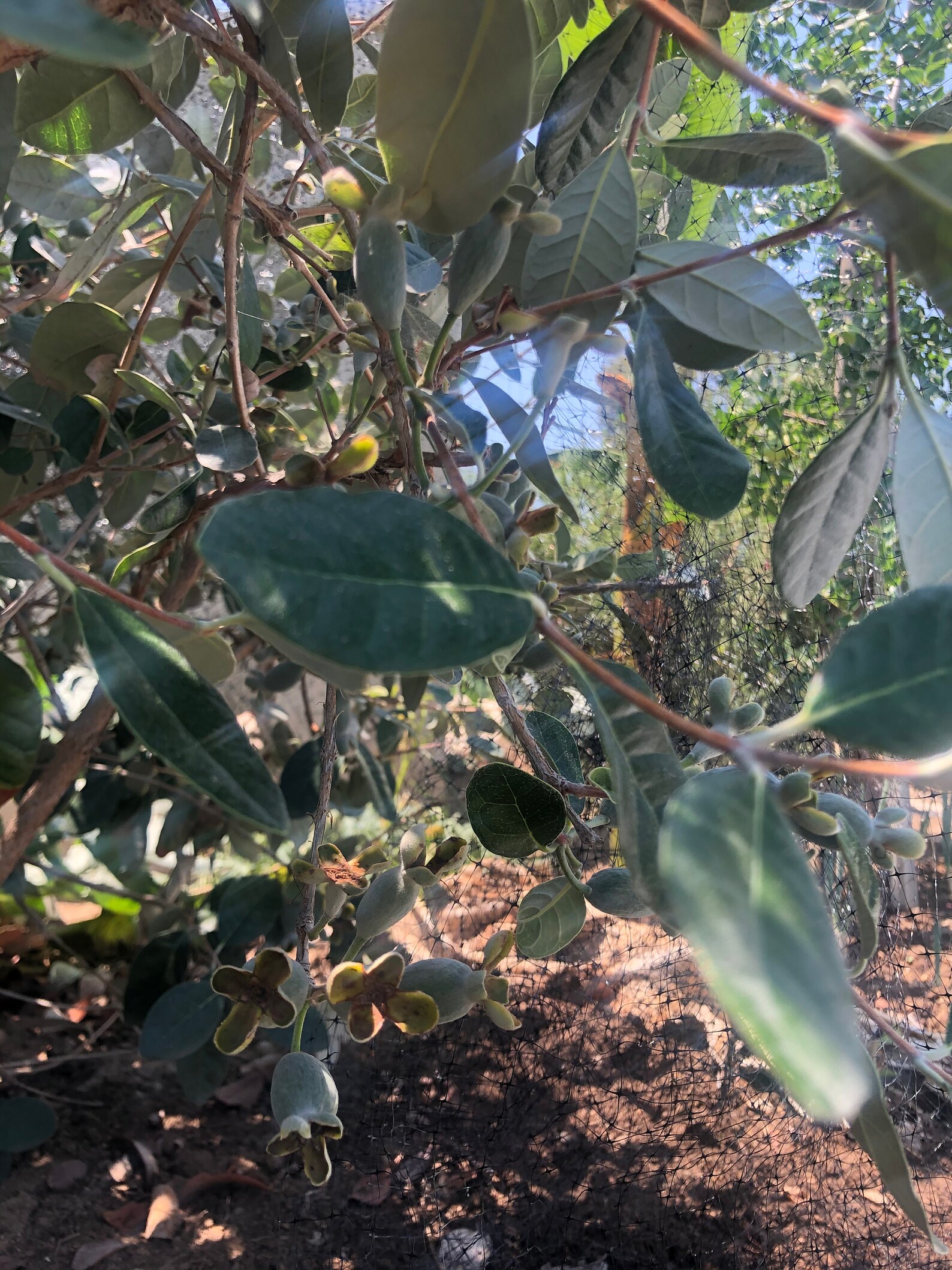6 Pineapple Guava Cuttings non roots/Feijoas for propagation Etsy