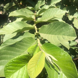 30 Fresh Guava Leaves From Southern  California