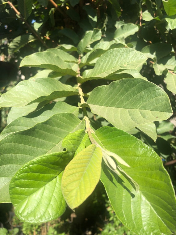 30 feuilles de goyave fraîches du sud de la Californie -  France