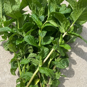 May include: A bunch of fresh green mint leaves with stems.
