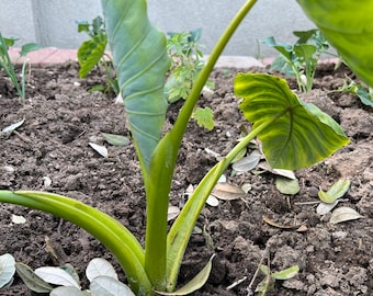 6 Edible  Japanese Taro Root bulbs for Planting