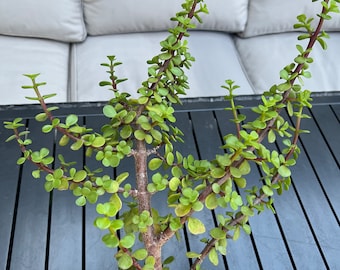 Portulacaria Afra Minima 'lilliput' - Etsy