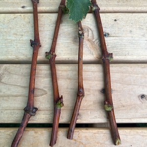 2 Organic Purple Kyoho Grape Vine cuttings for propagation