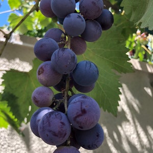 20 Purple Kyoho Grape Seeds/巨峰葡萄籽
