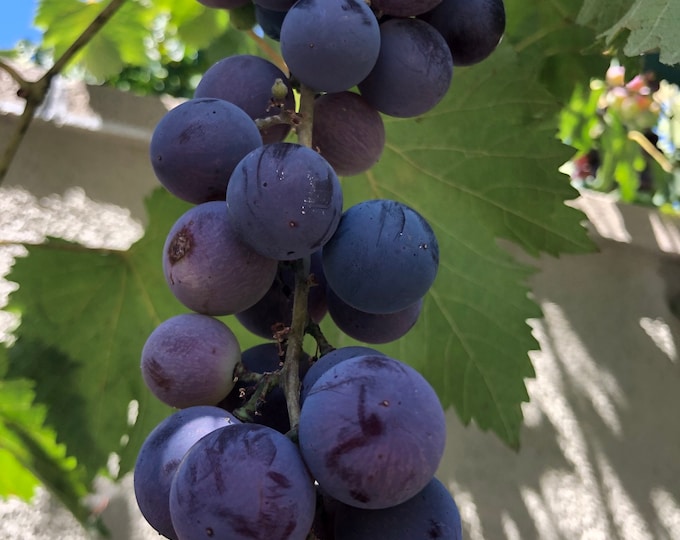 Concord Grape Seeds Etsy