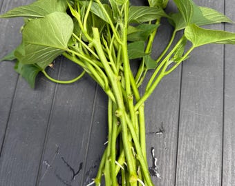 12 rooted organic Japanese Okinawa sweet potato cuttings