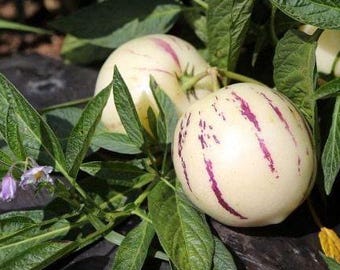 2 organic Pepino Melon fruit tree live plants