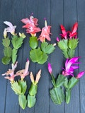 10 Mix colors of Thanksgiving Cactus cuttings for propagation