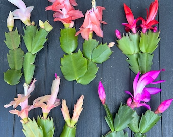 10 Mix colors of Thanksgiving Cactus cuttings for propagation