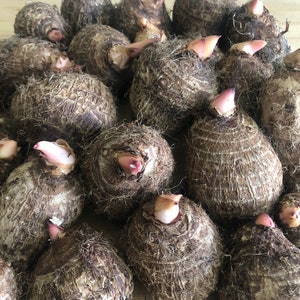 6 Edible  Japanese Taro Root bulbs for Planting