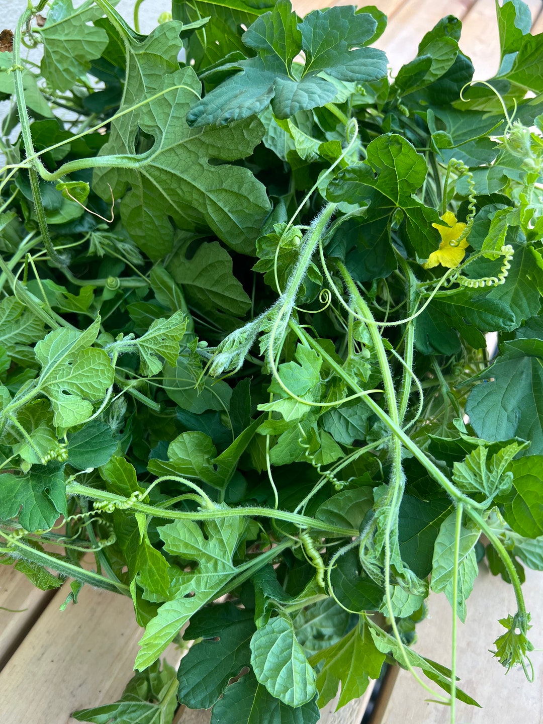 Lb Fresh Organic Bitter Melon Vines