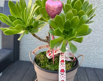 live /Irish Rose Tree Aeonium succulent Arrangement