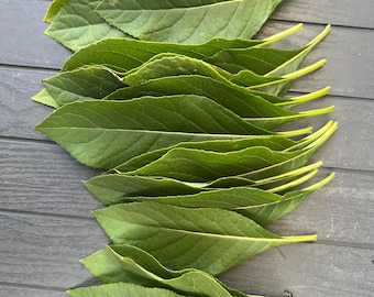 12 fresh picked organic AFRICAN BITTER  leaves.