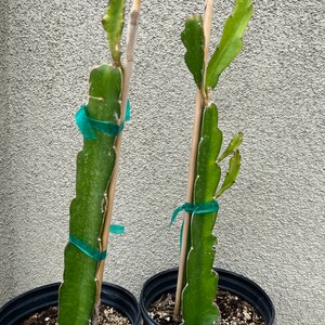 Red Dragon Fruit plant/红肉火龙果