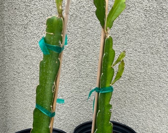 Red Dragon Fruit plant/红肉火龙果